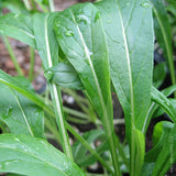 Mibuna Seeds