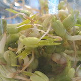 mung beansprouts sprouting seeds