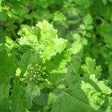 Mustard Green Manure Seeds