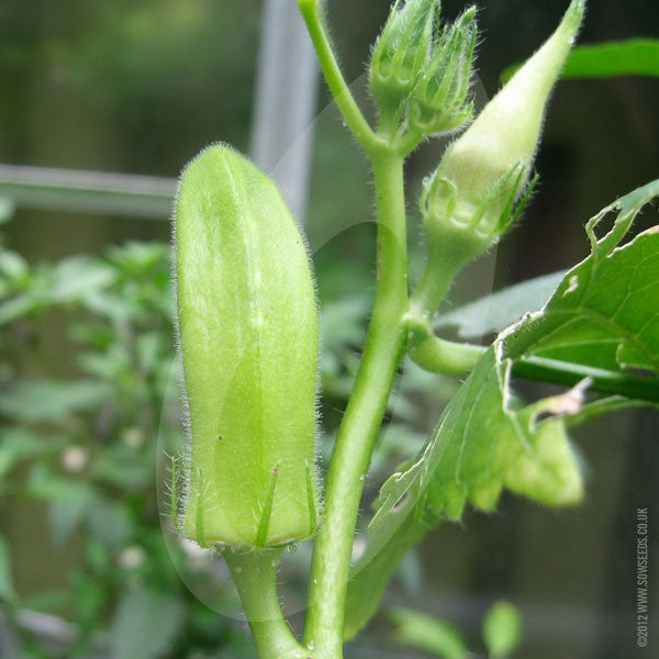 Okra Pure Luck F1 Seeds Quality Seeds from Sow Seeds Ltd