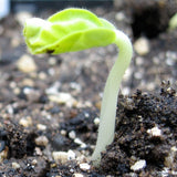 Okra Pure Luck Seeds