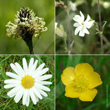 Country Wildflower Meadow Seed Mix