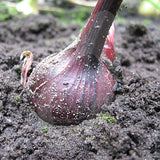 Onion Red Baron Seeds