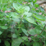 Oregano White Majoram Herb Seeds