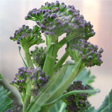 Purple Sprouting Broccoli Rudolph Seeds