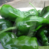 Padron Chilli Seeds