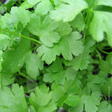 Herb Parsley Plain (French) Seeds