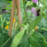 Pea Carouby de Maussanne Seeds