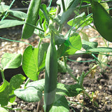 Pea Douce Provence Vegetable Seeds