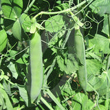 Pea Hurst Greenshaft Seeds