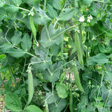 Pea Hurst Greenshaft Seeds