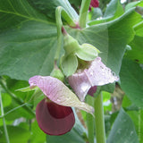 Pea Shiraz Seeds