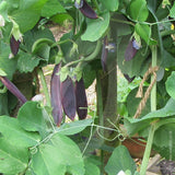 pea purple magnolia snap vegetable seeds