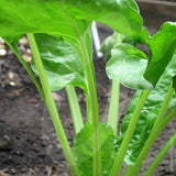 Perpetual Spinach Seeds