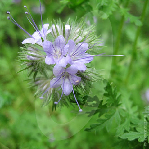 Phacelia Green Manure Seeds 