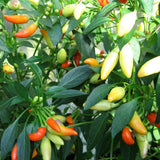 bahain sauce chilli seeds