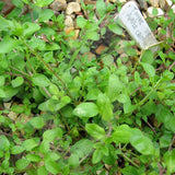 Thyme Purple Creeping Herb Seeds