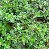 Thyme Purple Creeping Herb Seeds