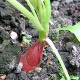 Radish French Breakfast Seeds