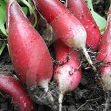 Radish French Breakfast Seeds