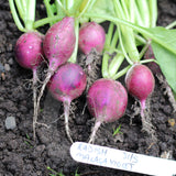 Radish Malaga Violet Seeds