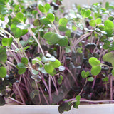 red cabbage microgreen sprouting seeds
