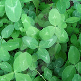 Red Clover Green Manure Seeds