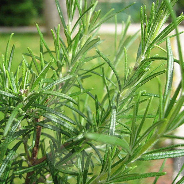 Herb Rosemary Seeds Quality Seeds from Sow Seeds Ltd