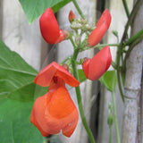 Runner Bean Polestar Seeds