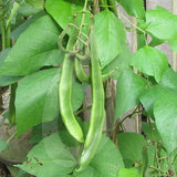 Runner Bean Polestar Seeds