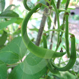 Runner Bean Polestar Seeds