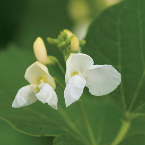 runner bean white lady vegetable seeds