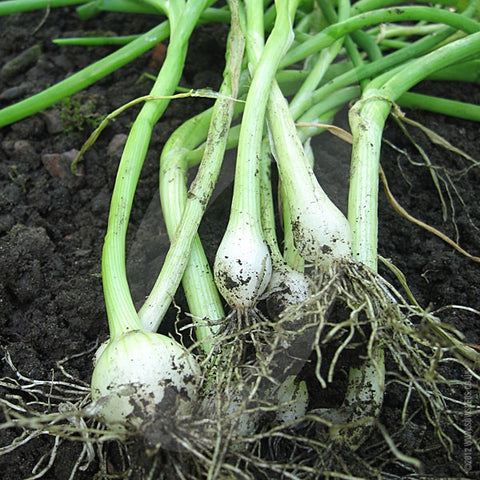 Salad Onion White Lisbon Seeds