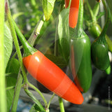 Serrano Chilli Seeds