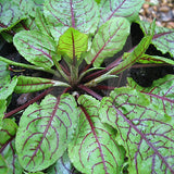 Sorrel Red Veined Herb Seeds