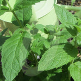 Spearmint Herb Seeds