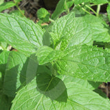 Spearmint Herb Seeds