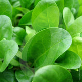 Spinach Amazon F1 Seeds (AGM)