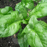 Spinach Amazon F1 Seeds (AGM)