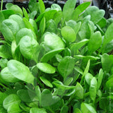 Spinach Medania Seeds