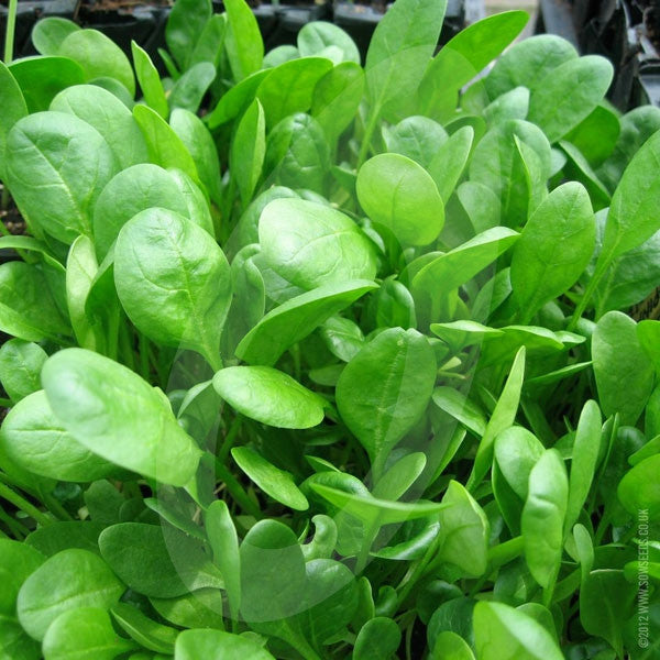 Spinach Medania Seeds (AGM) Quality Seeds from Sow Seeds Ltd