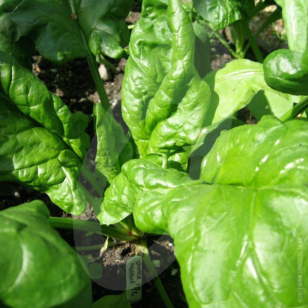 Spinach Medania Seeds (AGM) Quality Seeds from Sow Seeds Ltd