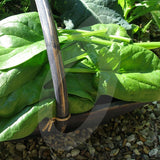Spinach Medania Seeds