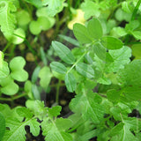 Spring Mix Green Manure Seeds
