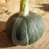 Squash Kabocha Seeds