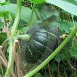 Squash Kabocha F1 Seeds