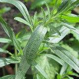 Summer Savory