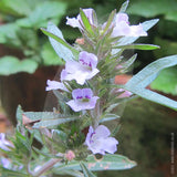 Summer Savory