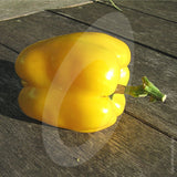 Sweet Pepper Golden Californian Wonder Seeds