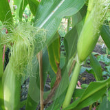 sweetcorn earlibird f1 agm vegetable seeds